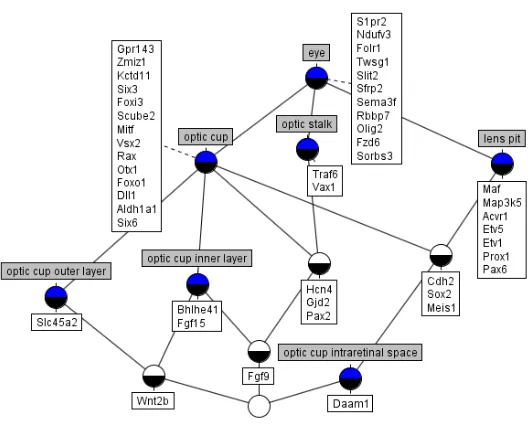 Fig. 5: Lattice of gene expression in the eye at Theiler Stage 16.