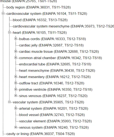 Fig. 1: Part of the anatomy ontology for Theiler Stage 13. Source: [5].