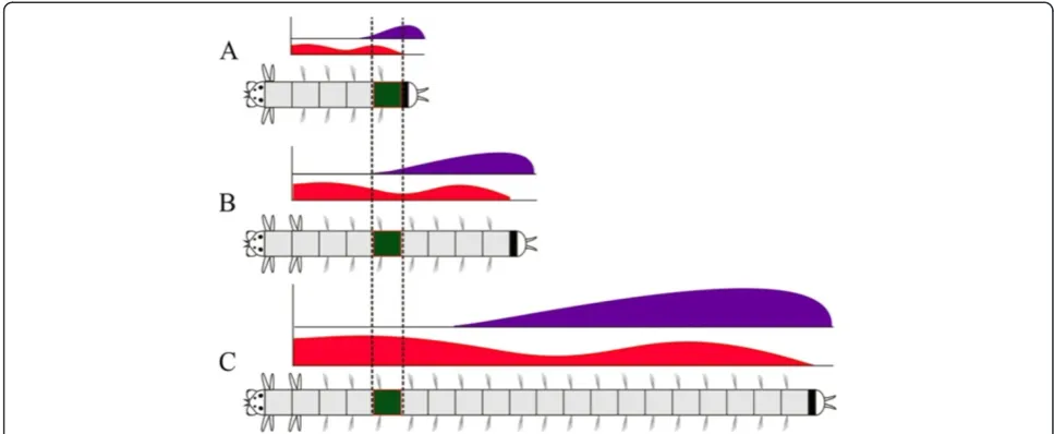 Figure 11 Changes in Hox gene expression profile in the postlarval segment during worm growth