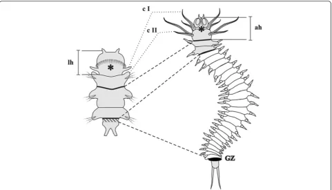 Figure 1 General scheme matching larval (left side) and adult (right side) body structures of Alitta virens.( IHC staining for β-catenin andNanog expression in NSCLC