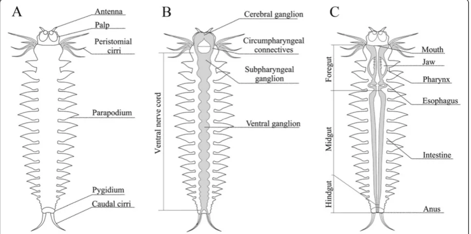 Figure 2 Anatomy of Alitta virens. (A) General view. (B) Structures of central nervous system