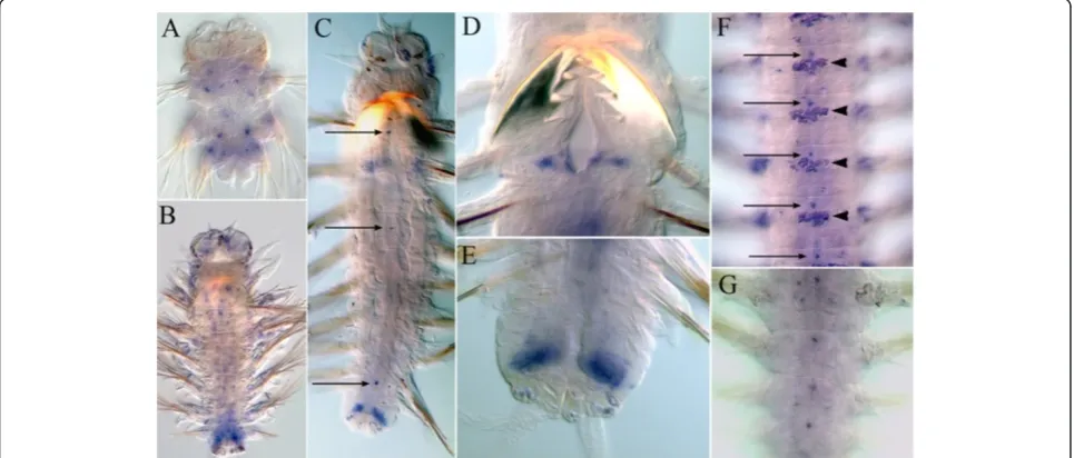 Figure 7 Nvi-Hox3 expression pattern in nectochaete (A) and at different stages of postlarval development (B-D)
