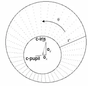 Figure 6: Normalized iris image 