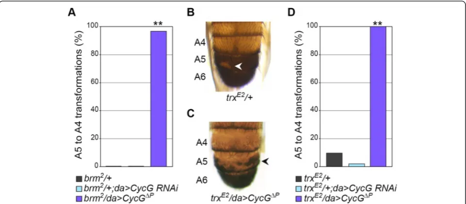 Figure 6 CycG gain of function enhances abdominal transformations of trxG mutants. (A, D) Penetrance of A5 to A4 transformations in adultmale cuticles