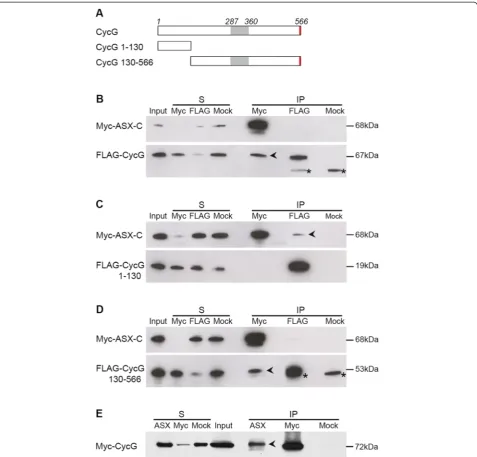 Figure 1 Cyclin G physically interacts with ASXand CycG 130 to 566 corresponding to amino-acids 1 to 130 and 130 to 566, respectively)
