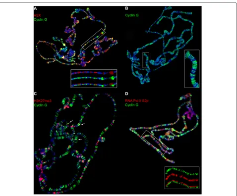 Figure 2 Cyclin G co-localizes with ASX and binds mainly active chromatin. Immunostaining of polytene chromosomes from w1118 third instarlarvae
