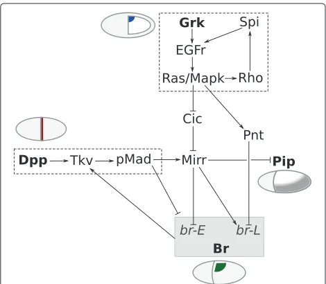 Figure 2 A simpliﬁed representation of the genetic networkunderlying dorsoventral polarity (pip) and DA-formation (br)during D