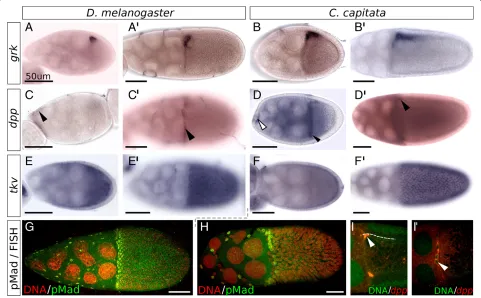 Figure 3 Dpp and EGFr activity instage 10B. (stage 10A egg chamber the C. capitata and D