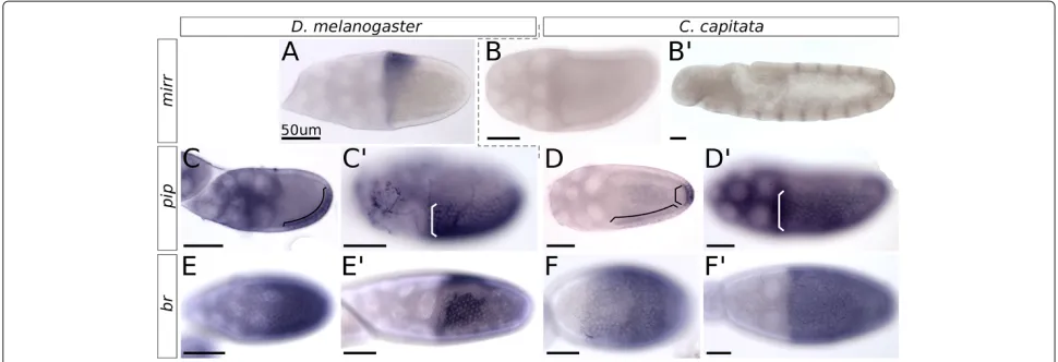 Figure 4 Expression ofand a pattern such as instage 9 expression is similar with all cells expressingchamber of(marked by bracket).cells of thevisibly lighter than the posterior domain (domains marked by separate brackets).sharp on-oﬀ boundary between cell