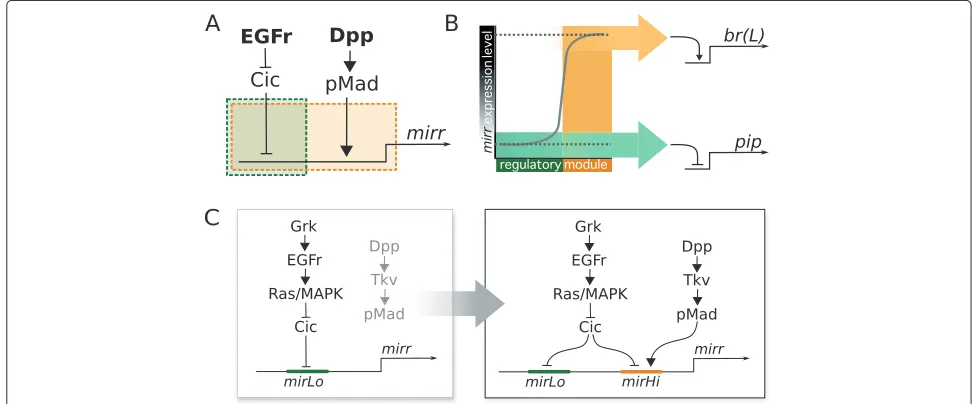 Figure 5 A proposal for the evolution of mirr regulation in D. melanogaster. (A) Two separate input modules regulate mirr expression: thegreen module uses only the input of the EGFr pathway via Cic, whereas the orange module requires both EGFr and Dpp inpu
