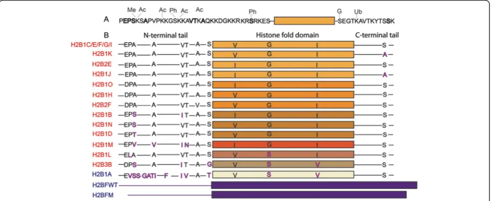 Figure 1 Points of sequence variation and modifications on human H2B isoforms. (A) Modification sites on the H2B N-terminal tail and C-terminal tail.Sites of sequence variation are in bold