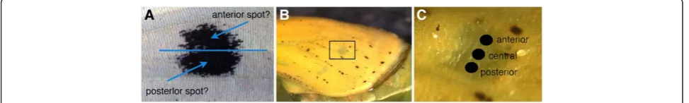 Figure 1 One or two signaling centers? Ashowing the area that was targeted for piercing with underlying pigmented spot (the darker spot was not visible when operations wereperformed on younger pupal wings).) The slight dumbbell-shaped Pieris rapae spot may