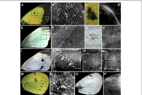 Figure 2 Melanic pattern elements in pierid butterflies that correlate with Sal expression.cells (cells that show strong punctate expression and are arranged in regular rows) in the marginal region