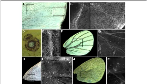 Figure 3 Lack of correspondence between Sal and adult wing pattern elements.distal wing margins; expression occurs in rows of scales as in the panels in Figure 1 (melanization of ventral hindwing in (A) Close-up of P