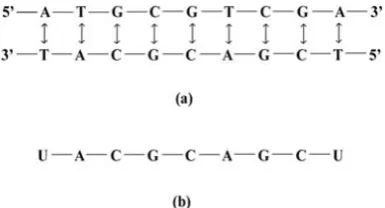 Fig. 1: (a) Parts of two strands of DNA sequence  nucleotides; (b) One strand of RNA sequence paired with showing complementary base pairing between 5’-3’ DNA strand (on top) in (a)