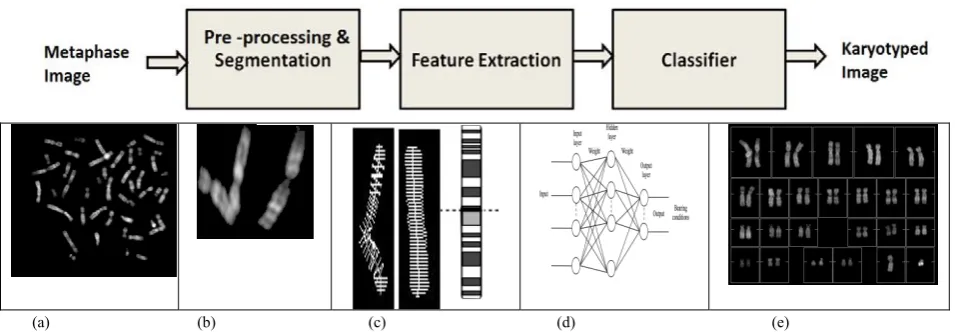 Figure 2: AKS  for classification of banded chromosomes. The components include:  (a) Input metaphase image (b) Segmented chromosomes (c) Feature Extraction(d) Classifier (ANN as an example of classifier) (e) Final Karyotyped output