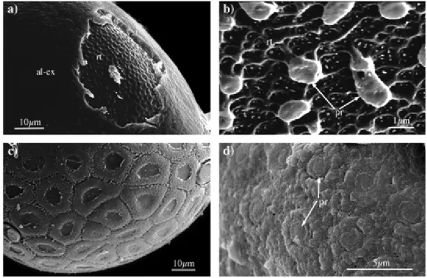Fig. 3   Chorionic sculptuting. a) small-mesh regular reticule and extrachorion-adhesive layer complex in Ephemera  danica