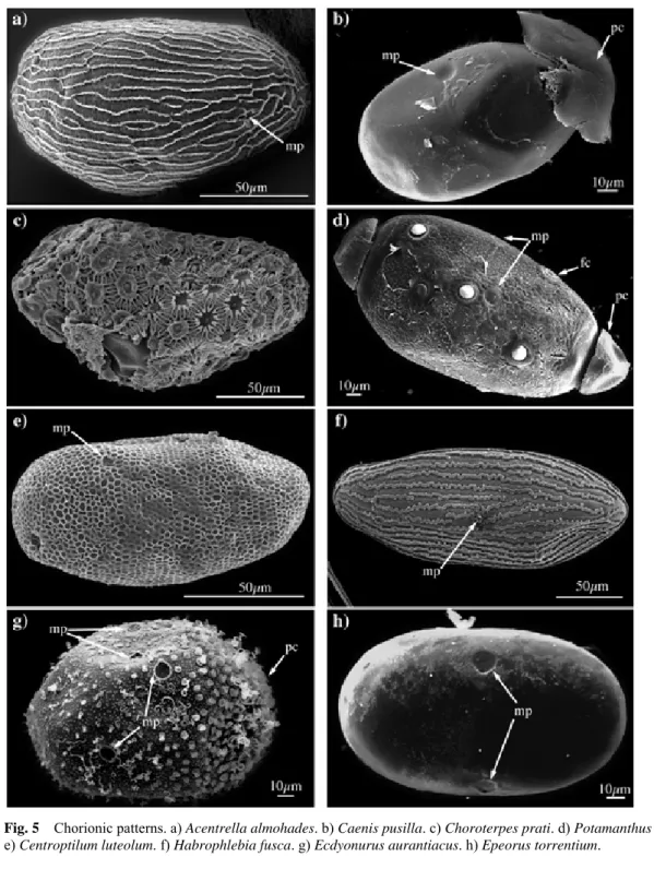Fig. 5  Chorionic  patterns.  a)  Acentrella almohades . b) Caenis pusilla. c) Choroterpes prati