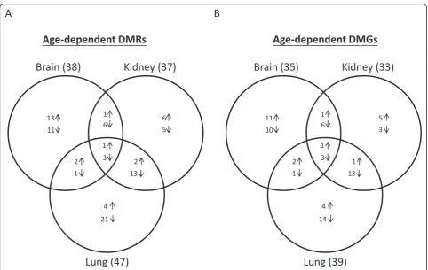 Figure 3 Venn diagram having the number of age-dependent methylated loci/genes between brain, kidney and lungHypermethylated;