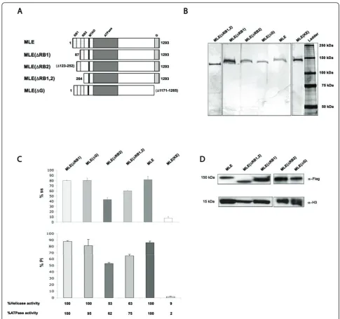 Figure 1 Purification and assays of mutant maleless (MLE) proteinslysates from adult fly heads developed with anti-Flag antibodies (top panel), with anti-H3 antibodies as a loading control (bottom panel)
