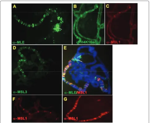 Figure 3 Distribution of male-specific lethal (MSL) complex subunits on polytene chromosomes of larvae expressing a Flag-taggedMLE was associated with additional sites and was present prominently in the chromocenter (white arrows)