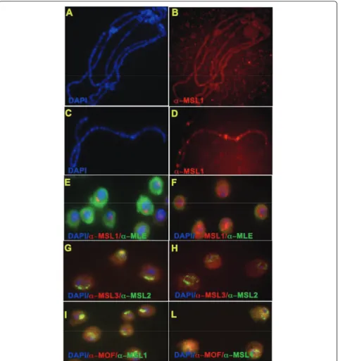 Figure 4 Distribution of male-specific lethal (MSL) proteins in the presence of Flag-tagged maleless (MLE)(cells, MSL1, MSL2 and MOF were present in the nuclei, but were not confined to the X-chromosome compartment