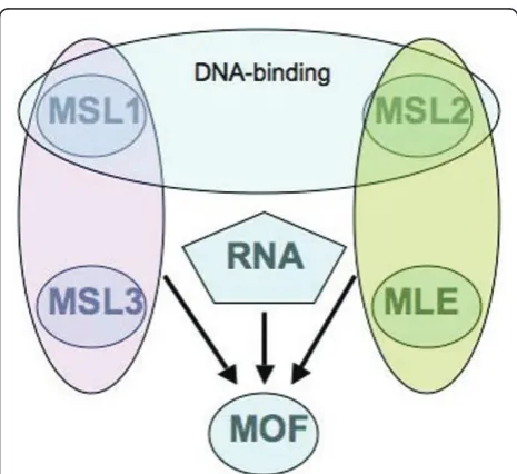 Figure 5 Summary of the known interactions of the male-specific lethal (MSL) complex subunits