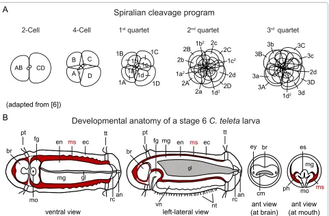 Figure 1 Spiral cleavage and Capitella teleta larval body plan. (A) Diagram of unequal spiral cleavage