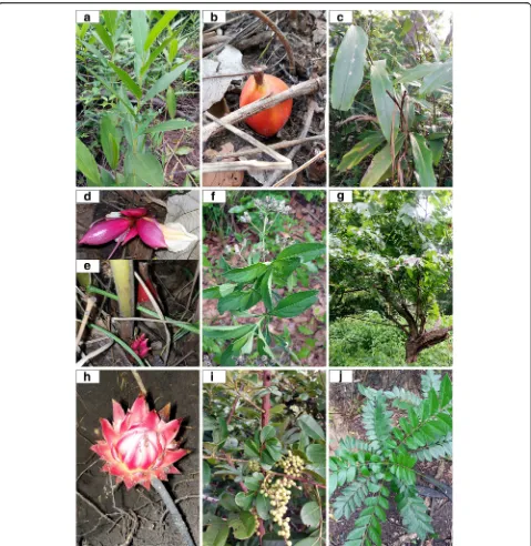 Fig. 4 Pictures of selected wild spices in the Sudano-Guinean zone of Benin.flower, and a Leaves and b fruit of Aframomum alboviolaceum