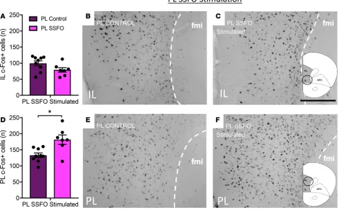 Figure 3. SSFO stimulation of PL VIPergic neurons produces a selective increase in c-Fos expression throughout the PL