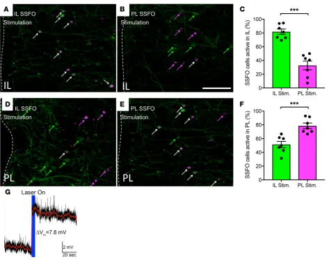 Figure 4. Selective stimulation of IL and PL VIPergic neurons of the mPFC. Activation of an SSFO-YFP driven by 473-nm laser in the IL significantly enhances c-Fos expression in VIPergic neurons of the IL (A) when compared with when SSFO stimulation occurs 