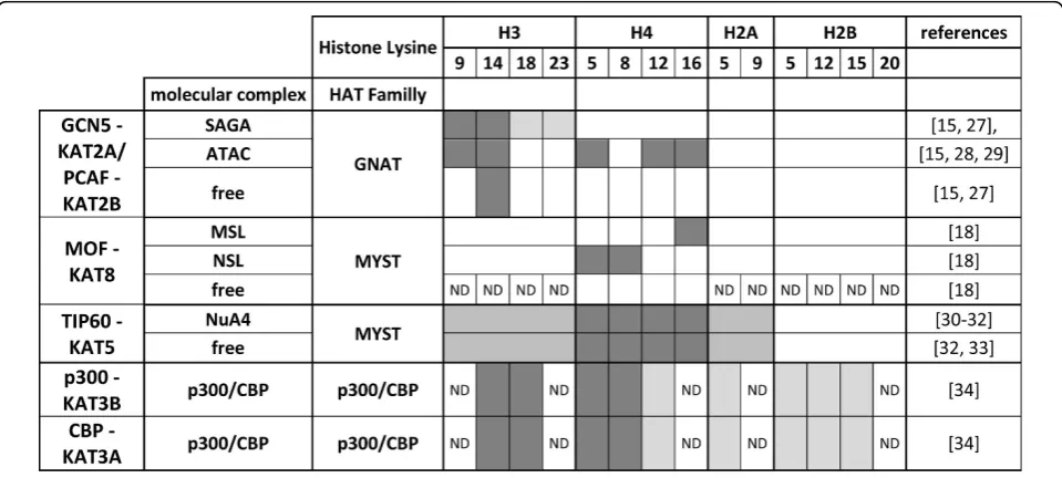 Figure 1 Substrate specificity of histone acetyltransferases (HATs)systems for the studied five HAT enzymes, either as a free protein or within their respective macromolecular complexes