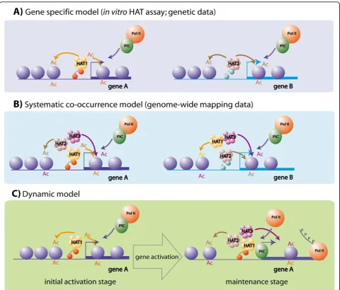 Figure 5 Schematics describing the possible modes of action of HATs. (a) Gene specificity model
