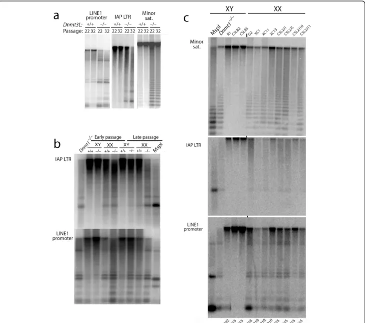 Figure 2 Time- and sex-dependent loss of DNA methylation in absence of DNMT3L (DNA methyltransferase 3-like)