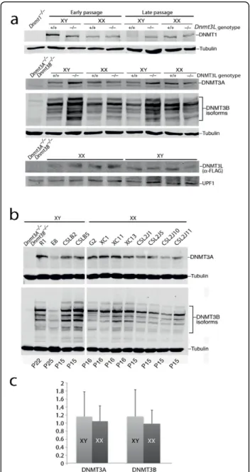 Figure 3 Normal expression of DNA methyltransferase (DNMT) 1, DNMT3A, DNMT3B and DNA methyltransferase 3-like (DNMT3L) in XY and XX embryonic stem (ES) cells