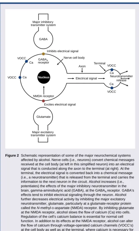 Figure 2 Schematic representation of some of the major neurochemical systems affected by alcohol