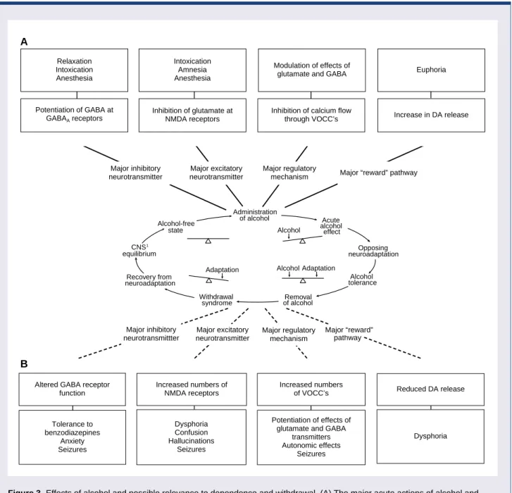 Figure 3  Effects of alcohol and possible relevance to dependence and withdrawal. (A) The major acute actions of alcohol and their possible relation to the behavioral consequences of drinking alcohol are shown in relation to the Himmelsbach model for depen