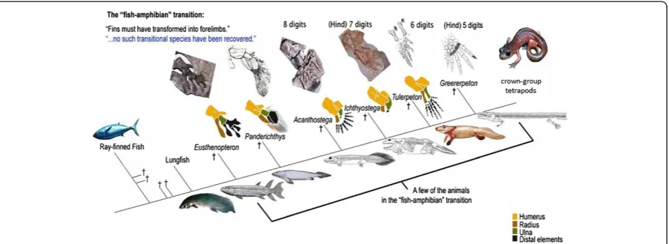 Figure 3 Evogram of the transition of tetrapods from water to land in the Devonian, by Brian Swartz.the creationist textbooknumerous characters, pictures and reconstructions of actual living and fossil specimens, and illustrations of homological transition