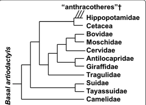 Figure 6 A phylogeny of artiodactyls, based on various currentsources. Whales and hippos are each other’s closest living relatives,but they diverged more than 50 million years ago, and the earliestmembers of their lineages looked very different than theirliving representatives.