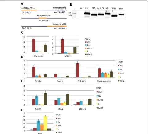 Figure 5 Swapping in the MH2 domain frommarkers XSmad2 increases the inductive activity of NvSmad2/3