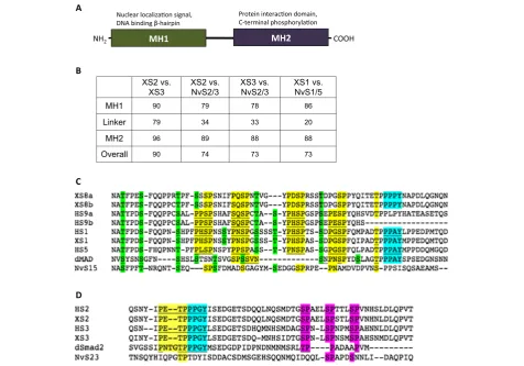 Figure 1 R-Smads are defined by two conserved protein domains.is highlighted in cyan, MAPK recognition sites are highlighted in yellow, and GSK3 consensus sites are highlighted in green