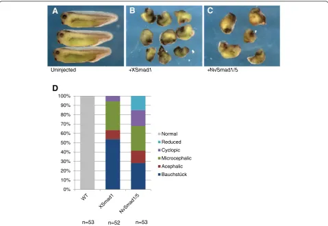 Figure 2 Phenotypes caused by ectopicmRNA into the two dorsal blastomeres of a four-cell NvSmad1/5 mRNA mimic phenotypes caused by XSmad1 mRNA
