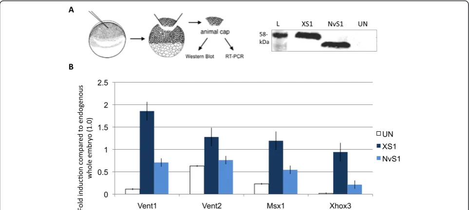 Figure 3 NvSmad1/5compared to the uninjected whole embryos. UninjectedwithNvSmad1/5animal cap assay procedure; animal caps were processed for western blot or RT-PCR when control embryos reached mid-gastrulation (Niewkoopand Faber stage 11)