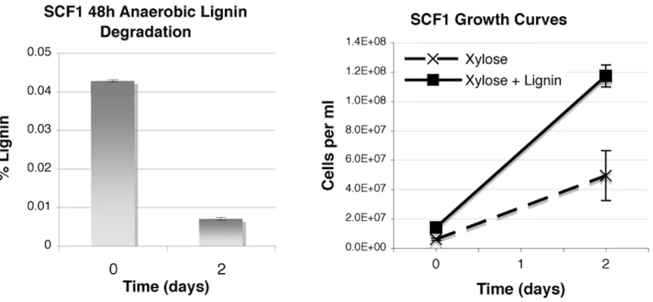 Figure 5. Anaerobic lignin degradation by “E. lignolyticus” SCF1 after 48 hours in culture, grown with xylose minimal media