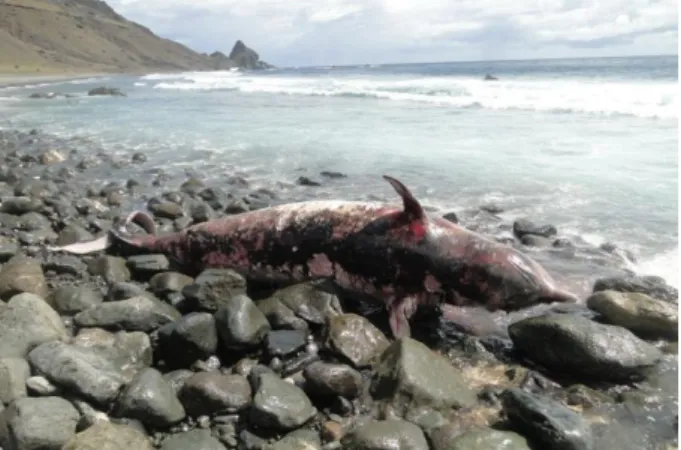 Figure 2: Ziphius cavirostris stranded on the "Praia dos Cabritos", Trindade  Island, Brazil