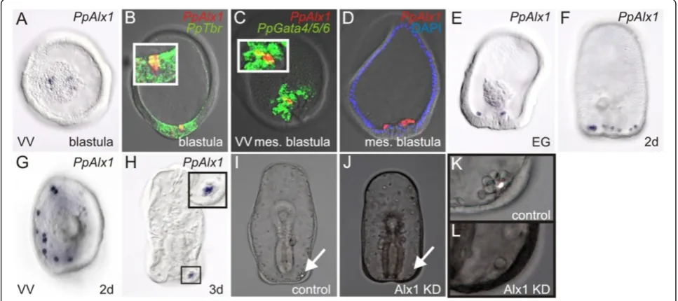 Figure 2 The sea cucumbers skeletogenic mesenchyme arises from the vegetal pole mesoderm during early development.PpGata4/5/6 WMISHshows that sea cucumber alx1 transcripts are localized to a population of four cells in the vegetal pole of blastulae (A)