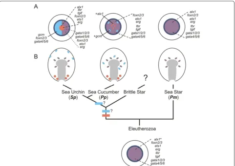 Figure 5 Model describing regulatory reorganization of the echinoderm mesoderm and evolution of the larval skeletogenicmesenchyme