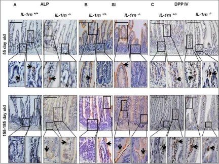 Figure  2.14: Immunohistochemistry staining of the expression and localization of digestive   enzymes: ALP (A); SI (B); and DPP IV (C) in the jejunum of the 55-day old and 155-185 day old 