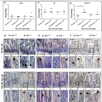 Figure  2.15: Immunohistochemistry staining of the expression and localization of the digestive  