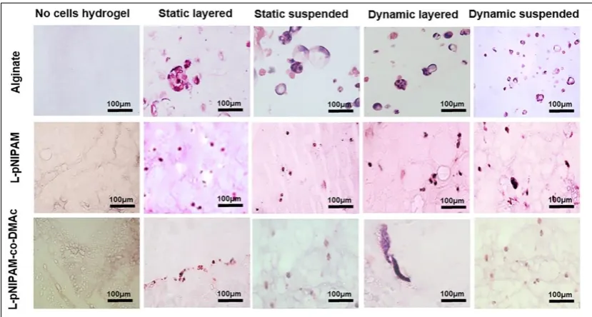 Figure  3.4 Histological analysis of Caco-2  cells layered on or suspended within alginate, L- pNIPAM, and L-pNIPAM-co-DMAc hydrogels under static or dynamic culture conditions at a 